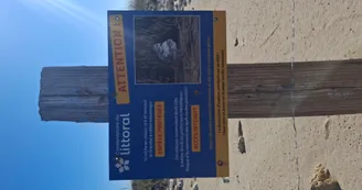 Gravelot a collier interrompu