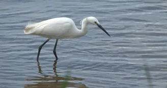 Aigrette garzette
