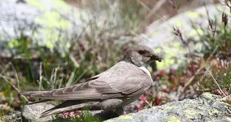 Hirondelle de rochers