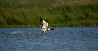 Tadorne de Belon - Marais de Fouras