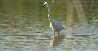 Aigrette garzette - Marais de Fouras